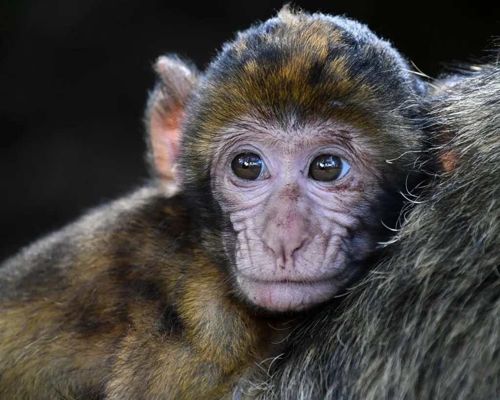 Baby monkey on mothers back